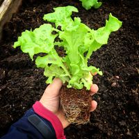 Salatpflanze beim Auspflanzen