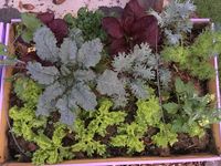 Salate und Kohl f&uuml;r den Herbst